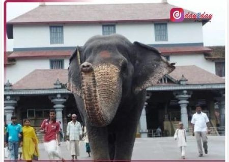 ಧರ್ಮಸ್ಥಳ: ಶ್ರೀಕ್ಷೇತ್ರ ಧರ್ಮಸ್ಥಳದ ಲತಾ ಆನೆ ಹೃದಯಾಘಾತದಿಂದ ಸಾವು