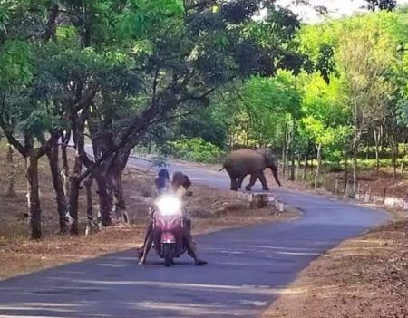 ಬೆಳ್ತಂಗಡಿ: ತಾಲೂಕಿನಲ್ಲಿ ಮುಂದುವರಿದ ಸಲಗ ಸವಾರಿ – ಸ್ಥಳೀಯರಲ್ಲಿ ಭೀತಿ