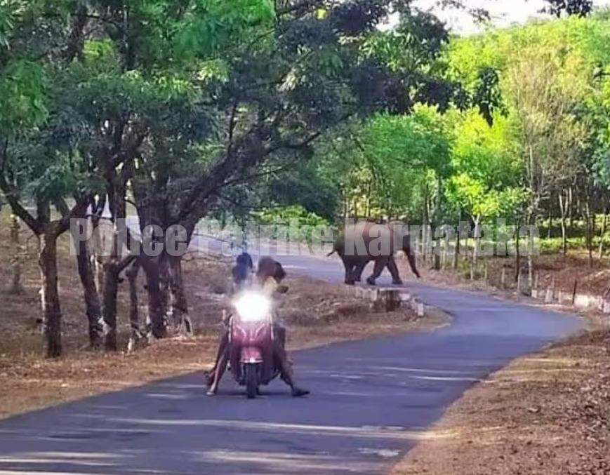 ಬೆಳ್ತಂಗಡಿ: ತಾಲೂಕಿನಲ್ಲಿ ಮುಂದುವರಿದ ಸಲಗ ಸವಾರಿ – ಸ್ಥಳೀಯರಲ್ಲಿ ಭೀತಿ