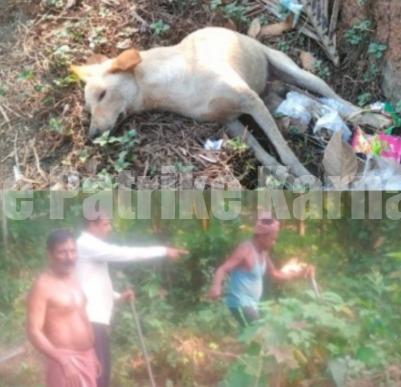 ಬೆಳ್ತಂಗಡಿ: ವಿಷವಿಕ್ಕಿ 10ಕ್ಕೂ ಅಧಿಕ ನಾಯಿಗಳನ್ನು ಹತ್ಯೆಗೈದ ಕಿಡಿಗೇಡಿಗಳು