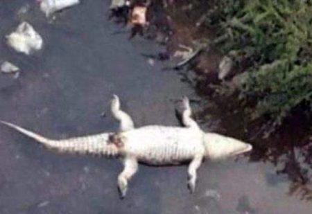 ಕಡಬ: ಮೊಸಳೆ ಉದರದಲ್ಲಿತ್ತು 1 ಕೆ.ಜಿ. ಪ್ಲಾಸ್ಟಿಕ್..! ತ್ಯಾಜ್ಯ ಜೀರ್ಣವಾಗದೆ ಮೊಸಳೆ ಸಾವು