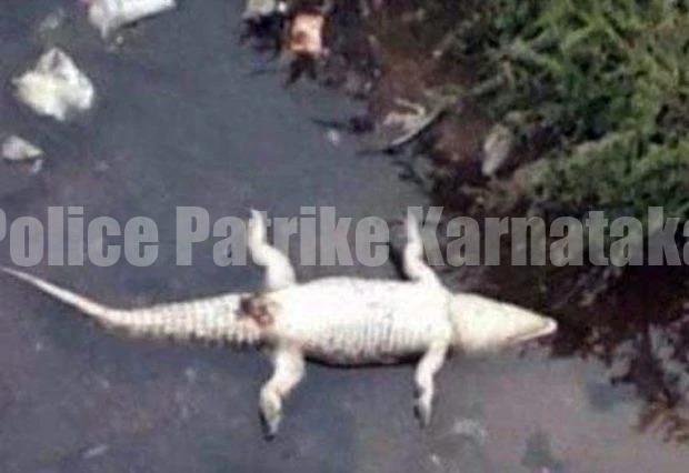 ಕಡಬ: ಮೊಸಳೆ ಉದರದಲ್ಲಿತ್ತು 1 ಕೆ.ಜಿ. ಪ್ಲಾಸ್ಟಿಕ್..! ತ್ಯಾಜ್ಯ ಜೀರ್ಣವಾಗದೆ ಮೊಸಳೆ ಸಾವು