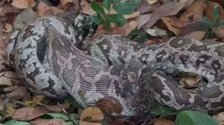 ಮಂಗಳೂರು: ಹೆಬ್ಬಾವಿನ ದೇಹದಲ್ಲಿ ಬರೋಬ್ಬರಿ 11 ಬುಲೆಟ್ ಪತ್ತೆ!