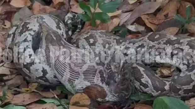 ಮಂಗಳೂರು: ಹೆಬ್ಬಾವಿನ ದೇಹದಲ್ಲಿ ಬರೋಬ್ಬರಿ 11 ಬುಲೆಟ್ ಪತ್ತೆ!