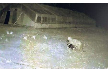 ಸಾಕುನಾಯಿಯನ್ನು ಹೊತ್ತೊಯ್ದ ಚಿರತೆ..!! ಭಯ ಭೀತರಾದ ಜನತೆ