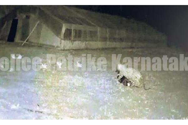 ಸಾಕುನಾಯಿಯನ್ನು ಹೊತ್ತೊಯ್ದ ಚಿರತೆ..!! ಭಯ ಭೀತರಾದ ಜನತೆ