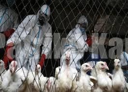 ಕೇರಳದಲ್ಲಿ ಹಕ್ಕಿ ಜ್ವರ ಉಲ್ಬಣ: ಕರ್ನಾಟಕ-ಕೇರಳ ಗಡಿ ಭಾಗಗಳಲ್ಲಿ ಕಟ್ಟೆಚ್ಚರ ವಹಿಸುವಂತೆ ಸೂಚನೆ..!