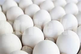 ಏರುತ್ತಿರುವ ಬಿಸಿಲಿಗೆ ಮೊಟ್ಟೆ ಬೆಲೆ ಇಳಿಕೆ