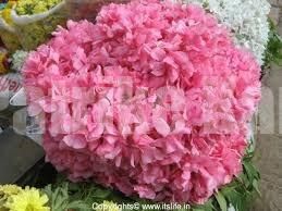 ಕೇರಳದ ದೇವಸ್ಥಾನಗಳಲ್ಲಿ ಕಣಗಿಲೆ ಹೂವು ಬ್ಯಾನ್