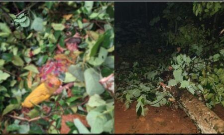 ಸುಳ್ಯ: ಮೈಮೇಲೆ ಮರಬಿದ್ದು ವೃದ್ಧೆ ದಾರುಣ ಸಾವು