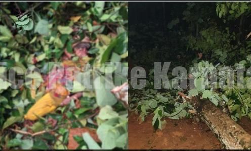 ಸುಳ್ಯ: ಮೈಮೇಲೆ ಮರಬಿದ್ದು ವೃದ್ಧೆ ದಾರುಣ ಸಾವು