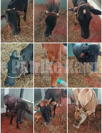 ಮಂಗಳೂರು: ಗೂಡ್ಸ್ ವಾಹನದಲ್ಲಿ ಅಕ್ರಮ ದನಗಳ ಸಾಗಾಟ…!!