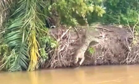 ಚಿರತೆ ಮೊಸಳೆ ಹಿಡಿಯುವ ದೃಶ್ಯ ಎಂಬ ಸುಳ್ಳು ಸುದ್ದಿ ವೈರಲ್