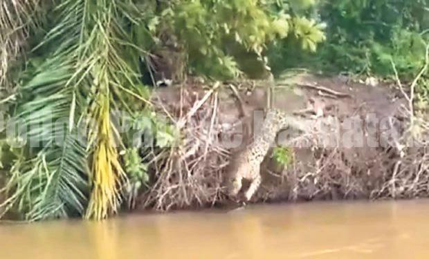 ಚಿರತೆ ಮೊಸಳೆ ಹಿಡಿಯುವ ದೃಶ್ಯ ಎಂಬ ಸುಳ್ಳು ಸುದ್ದಿ ವೈರಲ್