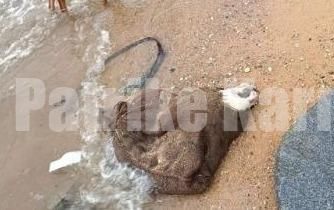 ಸಮುದ್ರ ತೀರದಲ್ಲಿ ಗೋವಿನ ಅವಶೇಷ – ಹಿಂದೂ ಸಂಘಟನೆಗಳಿಂದ ಆಕ್ರೋಶ