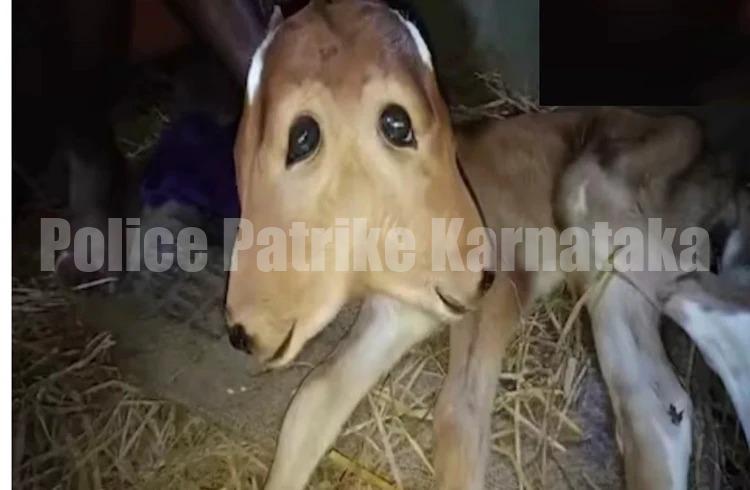ಮೂಲ್ಕಿ:ಎರಡು ತಲೆಯ ಕರುವಿಗೆ ಜನ್ಮ ನೀಡಿದ ಹಸು, ಫೋಟೋ ವೈರಲ್.!