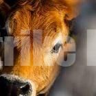 ಉಪ್ಪಿನಂಗಡಿ: ಅಕ್ರಮ ಗೋ ವಧೆ ವೇಳೆ ಪೊಲೀಸ್ ದಾಳಿ; 96 ಕೆ.ಜಿ ದನದ ಮಾಂಸ ಸಹಿತ ಹಲವು ಸೊತ್ತುಗಳು ವಶ..!