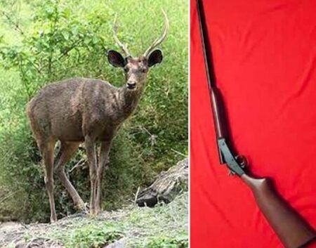 ಉಪ್ಪಿನಂಗಡಿ: ಮಗನ ಹುಟ್ಟು ಹಬ್ಬಕ್ಕಾಗಿ ಗುಂಡಿಕ್ಕಿ ಕಡವೆ ಹತ್ಯೆ – ಕೋವಿ ಮತ್ತು ಮಾಂಸ ವಶಕ್ಕೆ ಪಡೆದ ಅರಣ್ಯಾಧಿಕಾರಿಗಳು