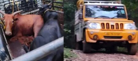 ಬೆಳ್ತಂಗಡಿ: ಅಕ್ರಮ ಗೋ ಸಾಗಾಟ- 2 ಪಿಕಪ್ ಸಹಿತ ನಾಲ್ವರ ಬಂಧನ..!