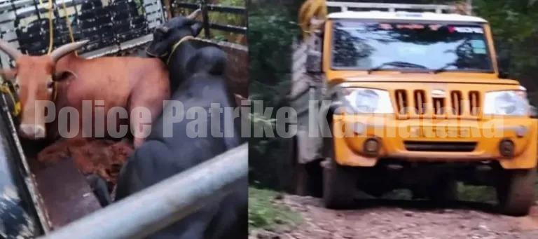 ಬೆಳ್ತಂಗಡಿ: ಅಕ್ರಮ ಗೋ ಸಾಗಾಟ- 2 ಪಿಕಪ್ ಸಹಿತ ನಾಲ್ವರ ಬಂಧನ..!