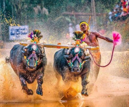 ರಾಜಧಾನಿಯಲ್ಲಿ ಕಂಬಳ ನಿಲ್ಲಿಸುವಂತೆ ಕೋರ್ಟ್ಗೆ ಪಿಐಎಲ್ ಸಲ್ಲಿಕೆ