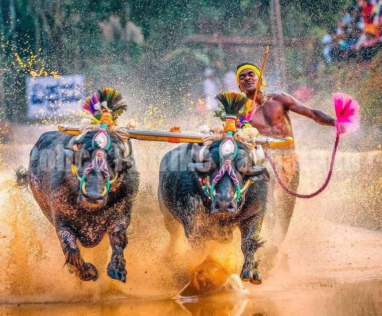 ರಾಜಧಾನಿಯಲ್ಲಿ ಕಂಬಳ ನಿಲ್ಲಿಸುವಂತೆ ಕೋರ್ಟ್ಗೆ ಪಿಐಎಲ್ ಸಲ್ಲಿಕೆ