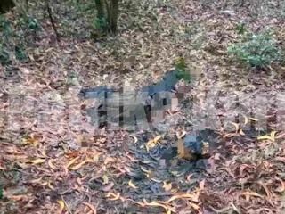 ಉಡುಪಿ : ನಾಪತ್ತೆಯಾಗಿದ್ದ ವ್ಯಕ್ತಿಯ ಶವ ಕೊಳೆತ ಸ್ಥಿತಿಯಲ್ಲಿ ಪತ್ತೆ..!