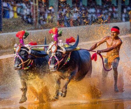 ಗ್ರಾಮ ಪಂಚಾಯತ್ ಚುನಾವಣೆಯ ಹಿನ್ನಲೆ ನವೆಂಬರ್ 17ರ ಪಿಲಿಕುಳ ಕಂಬಳ ಮುಂದೂಡಿಕೆ..!