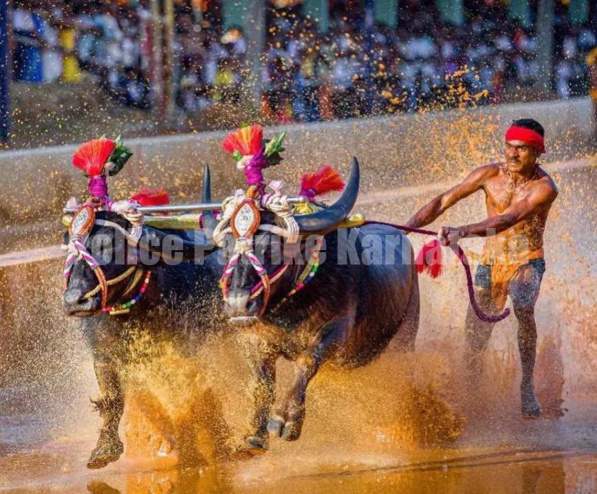 ಗ್ರಾಮ ಪಂಚಾಯತ್ ಚುನಾವಣೆಯ ಹಿನ್ನಲೆ ನವೆಂಬರ್ 17ರ ಪಿಲಿಕುಳ ಕಂಬಳ ಮುಂದೂಡಿಕೆ..!