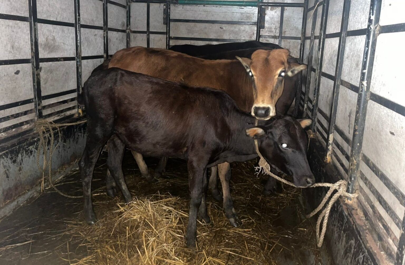 ಬೆಳ್ತಂಗಡಿ: ಅಕ್ರಮ ಗೋಸಾಟ: ಭಜರಂಗದಳ ಕಾರ್ಯಕರ್ತರಿಂದ ಕಾರ್ಯಾಚರಣೆ; ನಾಲ್ಕು ಗೋವುಗಳ ರಕ್ಷಣೆ…!!