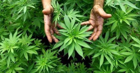 ದಕ್ಷಿಣ ಕನ್ನಡ ಜಿಲ್ಲೆಯಲ್ಲಿ ಸಂಪೂರ್ಣವಾಗಿ ಗಾಂಜಾ ದಂಧೆಯನ್ನು ನಿಷೇಧ – ಮುಲೈ ಮುಹಿಲನ್ ಅಧಿಕಾರಿಗಳಿಗೆ ಸೂಚನೆ