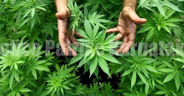 ದಕ್ಷಿಣ ಕನ್ನಡ ಜಿಲ್ಲೆಯಲ್ಲಿ ಸಂಪೂರ್ಣವಾಗಿ ಗಾಂಜಾ ದಂಧೆಯನ್ನು ನಿಷೇಧ – ಮುಲೈ ಮುಹಿಲನ್ ಅಧಿಕಾರಿಗಳಿಗೆ ಸೂಚನೆ