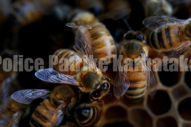 ಮುಲ್ಕಿ: ಹೆಜ್ಜೇನು ದಾಳಿ- ಇಬ್ಬರು ಆಸ್ಪತ್ರೆಗೆ ದಾಖಲು