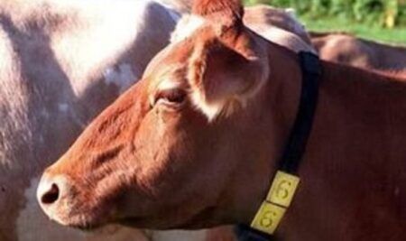 ದನಗಳನ್ನು ಕಳವು ಮಾಡಿ ವಧೆ:ಇಬ್ಬರ ಬಂಧನ