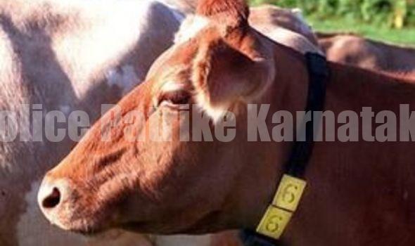 ದನಗಳನ್ನು ಕಳವು ಮಾಡಿ ವಧೆ:ಇಬ್ಬರ ಬಂಧನ