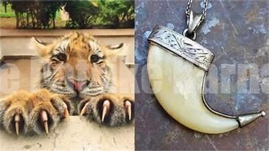 ಹುಲಿ ಉಗುರು ಸಾಗಾಟ – ಇಬ್ಬರು ಆರೋಪಿಗಳು ಅರೆಸ್ಟ್