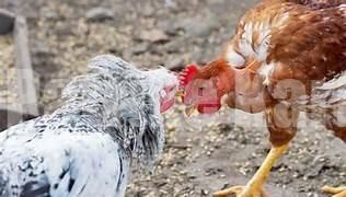 ಉಡುಪಿ: ಕೋಳಿ ಅಂಕಕ್ಕೆ ದಾಳಿ- 12 ಮಂದಿ ವಶಕ್ಕೆ