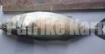 ಮೀನುಗಾರರ ಬಲೆಗೆ ಬಿತ್ತು ದೇಶದ ಅತಿದೊಡ್ಡ 1.230 ಕೆ.ಜಿ. ತೂಕದ ಬಂಗುಡೆ ಮೀನು