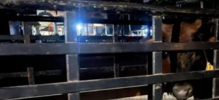 ಪುತ್ತೂರು: ಅಕ್ರಮ ಗೋ ಸಾಗಾಟ; ಬಜರಂಗದಳ ಕಾರ್ಯಕರ್ತರಿಂದ ಗೋವುಗಳ ರಕ್ಷಣೆ