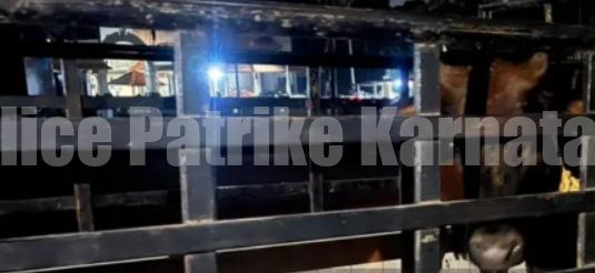 ಪುತ್ತೂರು: ಅಕ್ರಮ ಗೋ ಸಾಗಾಟ; ಬಜರಂಗದಳ ಕಾರ್ಯಕರ್ತರಿಂದ ಗೋವುಗಳ ರಕ್ಷಣೆ