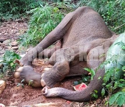 ಬೆಳ್ತಂಗಡಿ: ಅರೆ ಪ್ರಜ್ಞಾ ಸ್ಥಿತಿಯಲ್ಲಿ ಕಾಡಾನೆ ಪತ್ತೆ ..!!