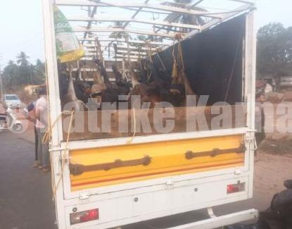 ಮಂಗಳೂರು: ಅಕ್ರಮ ಗೋಸಾಗಾಟ- 25 ಗೋವುಗಳ ರಕ್ಷಣೆ