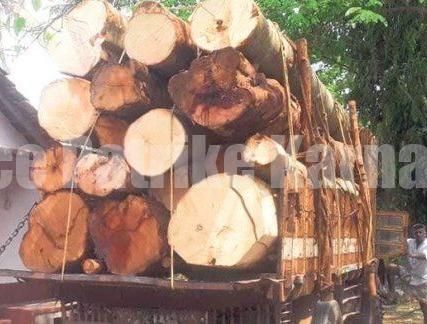 ಅಕ್ರಮ ಮರ ಸಾಗಾಟ: ಲಾರಿ ಸಹಿತ ಆರೋಪಿಯ ಬಂಧನ..!!