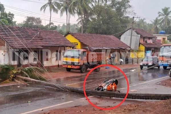 ಗಾಳಿ ಸಹಿತ ಮಳೆ: ರಸ್ತೆಗೆ ಬಿದ್ದ ತೆಂಗಿನ ಮರ -ರಸ್ತೆಗೆ ತೆಂಗಿನ ಮರ ಬಿದ್ದು ಕೂದಲೆಳೆ ಅಂತರದಲ್ಲಿ ಪಾರಾದ ಸ್ಕೂಟರ್ ಸವಾರ