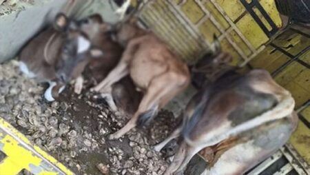 ಪುತ್ತೂರು: ಅಕ್ರಮ ದನ ಸಾಗಣೆ ಪತ್ತೆ- ನಾಲ್ಕು ಜಾನುವಾರುಗಳ ರಕ್ಷಣೆ