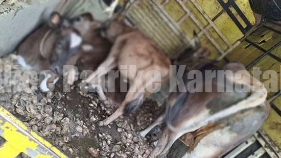ಪುತ್ತೂರು: ಅಕ್ರಮ ದನ ಸಾಗಣೆ ಪತ್ತೆ- ನಾಲ್ಕು ಜಾನುವಾರುಗಳ ರಕ್ಷಣೆ