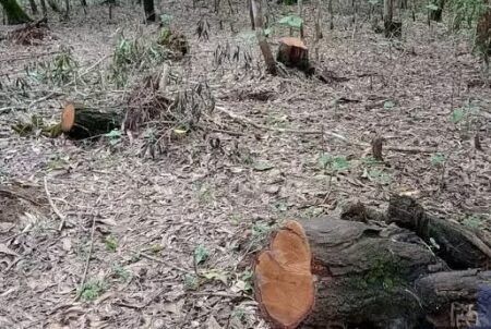 ಮಂಗಳೂರು: ಪಿಲಿಕುಳದಲ್ಲಿ ಮರ ಕಡಿದು ಸಾಗಾಟ- ಅರಣ್ಯ ಇಲಾಖೆ ದಾಳಿ, ಮರದ ದಿಮ್ಮಿಗಳು ವಶಕ್ಕೆ