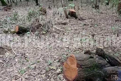 ಮಂಗಳೂರು: ಪಿಲಿಕುಳದಲ್ಲಿ ಮರ ಕಡಿದು ಸಾಗಾಟ- ಅರಣ್ಯ ಇಲಾಖೆ ದಾಳಿ, ಮರದ ದಿಮ್ಮಿಗಳು ವಶಕ್ಕೆ