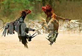 ಬಂಟ್ವಾಳ : ಅಕ್ರಮ ಕೋಳಿ ಅಂಕ – ಪೊಲೀಸರ ದಾಳಿ