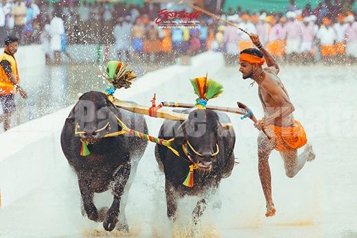 ಬೆಂಗಳೂರಿನಲ್ಲಿ ಕಂಬಳ ನಡೆಸಲು ಹೈಕೋರ್ಟ್ ಅನುಮತಿ